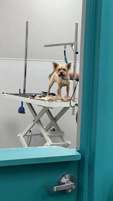 Pet Supermarket Picture 3