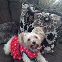 Erdman Animal Hospital ico