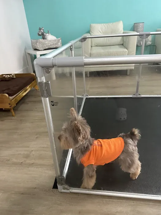 Xclusive Little Yorkies Picture 3