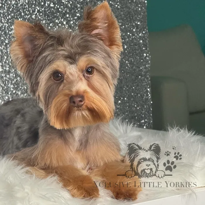 Xclusive Little Yorkies Picture 2