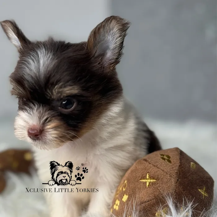 Xclusive Little Yorkies Picture 4