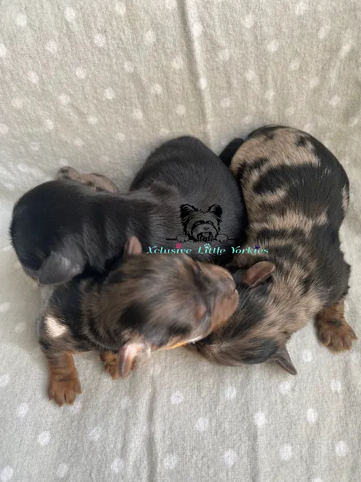 Xclusive Little Yorkies Picture 7