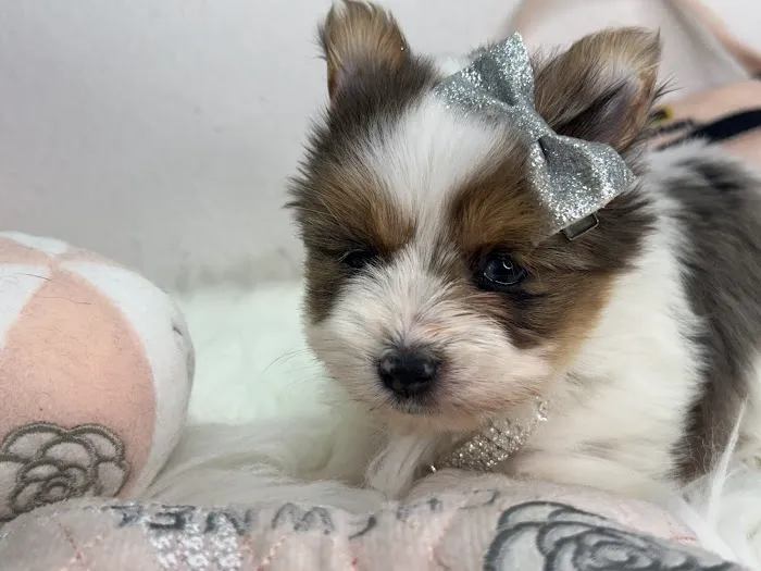 Xclusive Little Yorkies Picture 8
