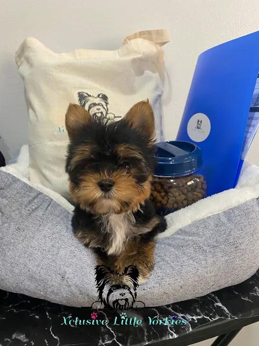 Xclusive Little Yorkies Picture 5