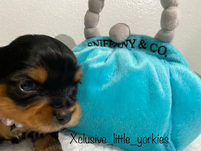Xclusive Little Yorkies Picture 10