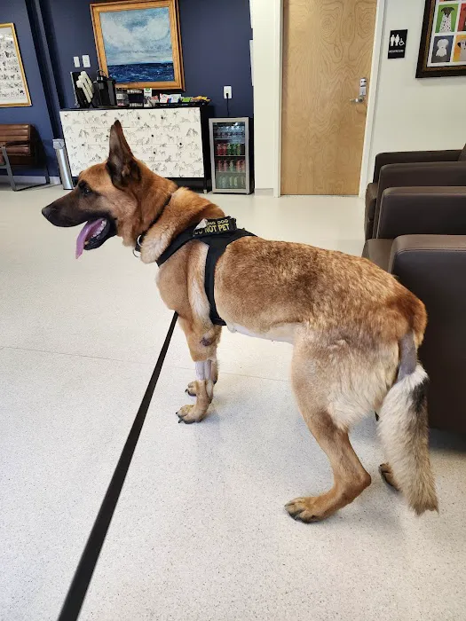Nexus Veterinary Specialists Picture 8