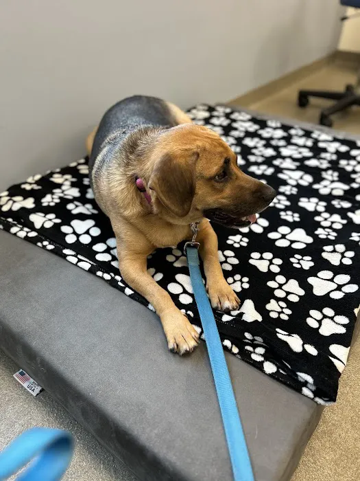 Nexus Veterinary Specialists Picture 2