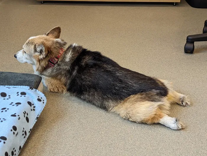 Nexus Veterinary Specialists Picture 4