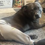 Nexus Veterinary Specialists