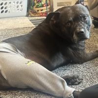 Nexus Veterinary Specialists ico