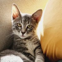 Charm City Veterinary Hospital ico