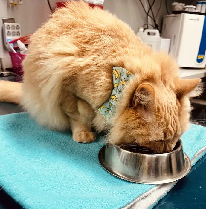 Charm City Veterinary Hospital Picture 10