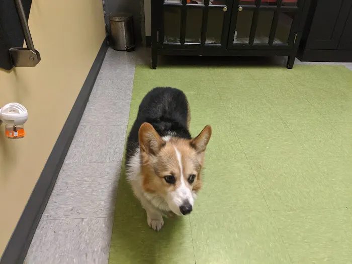 Charm City Veterinary Hospital Picture 7