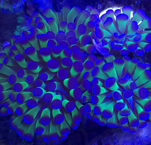 Exotic Sealife International Inc Picture 1