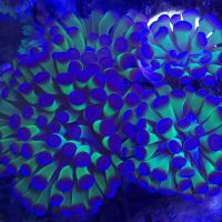Exotic Sealife International Inc ico