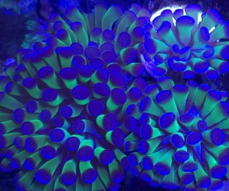 Exotic Sealife International Inc
