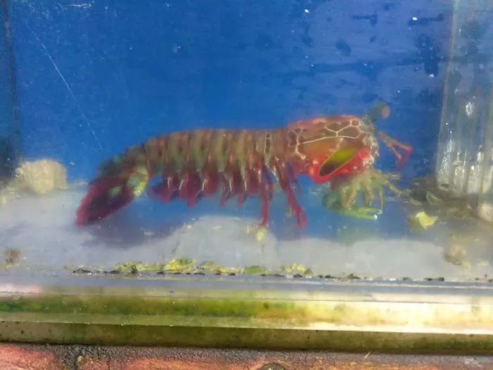 Exotic Sealife International Inc Picture 4