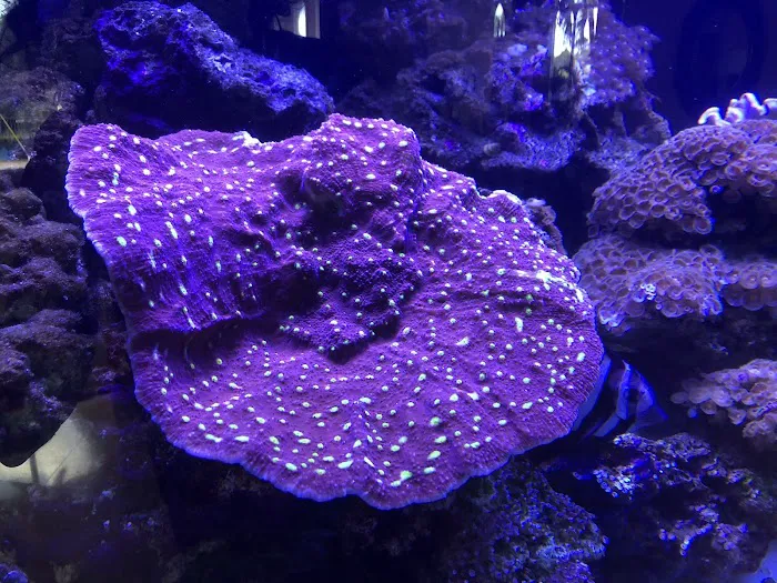Exotic Sealife International Inc Picture 5