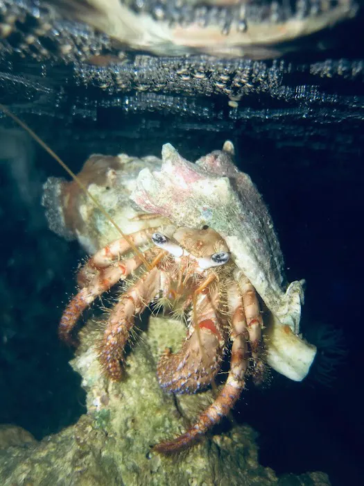 Exotic Sealife International Inc Picture 2