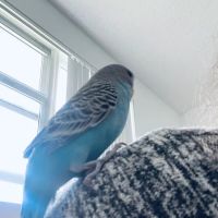 Gallegos Pet Shop ico