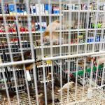Animal Jungle Shop