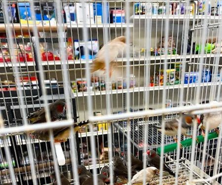 Animal Jungle Shop