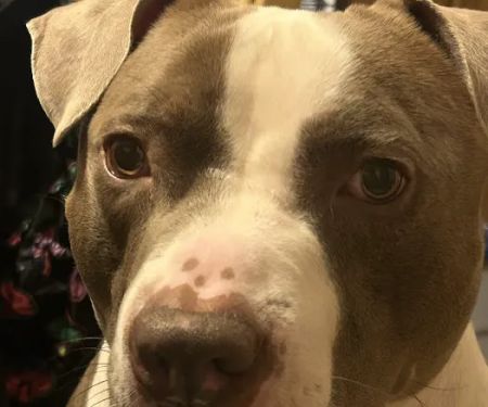 Baltimore County Animal Services