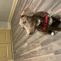 Harbor View Veterinary Hospital ico