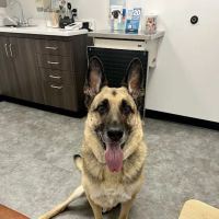Heart + Paw ico