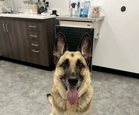 Heart + Paw