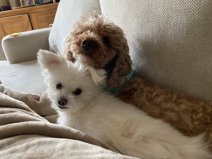 Heart + Paw Picture 2