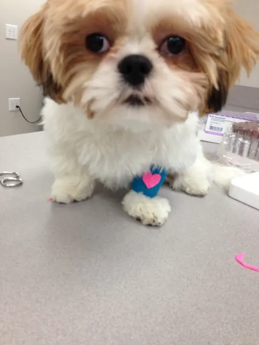 Severna Park Veterinary Hospital Picture 7