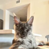 Happy Paws US ico