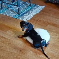 Petland Pembroke Pines ico