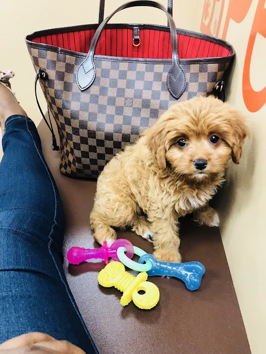 Petland Pembroke Pines Picture 10