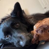 Vetco Total Care Animal Hospital ico