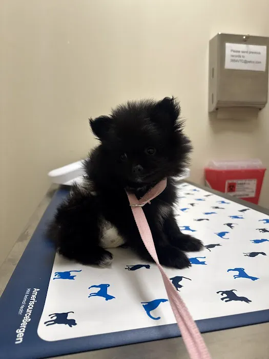 Vetco Total Care Animal Hospital Picture 10