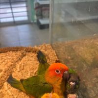365 Pet Shop ico