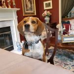 Banfield Pet Hospital