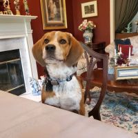 Banfield Pet Hospital ico