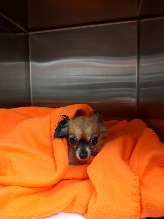Banfield Pet Hospital Picture 9