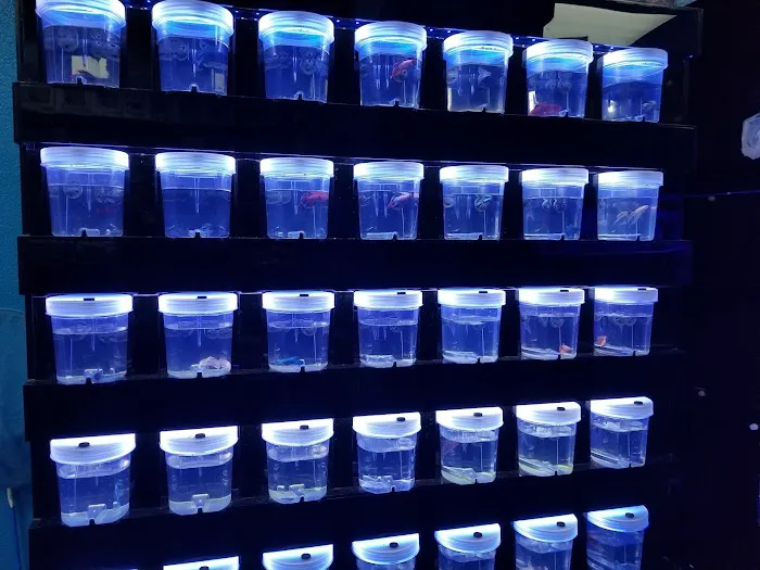 Dream Aquarium 1 Picture 9