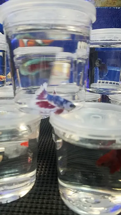 Dream Aquarium 1 Picture 5