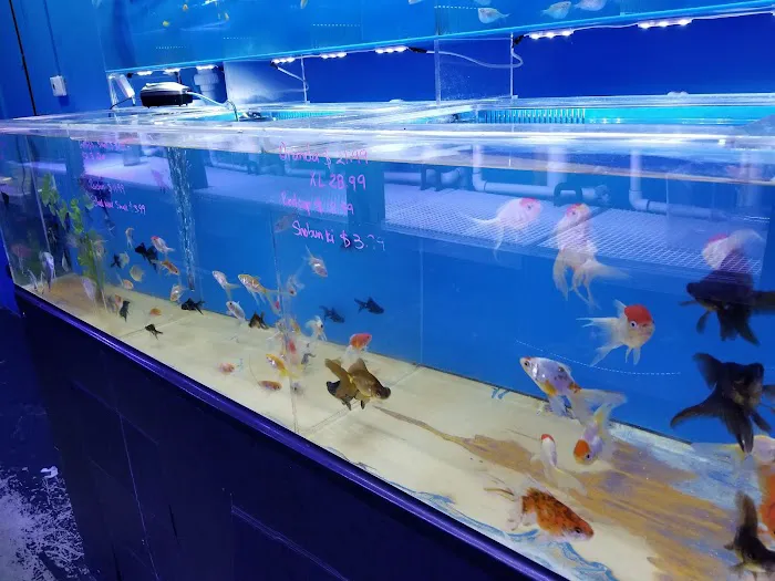 Dream Aquarium 1 Picture 4