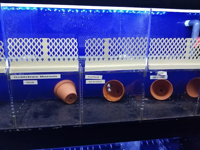 Dream Aquarium 1 Picture 10