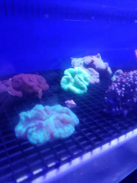 Dream Aquarium 1 Picture 7