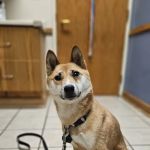 Eye Care for Animals - Annapolis Defense Hwy