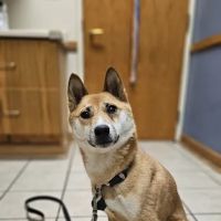 Eye Care for Animals - Annapolis Defense Hwy ico