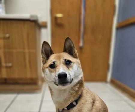 Eye Care for Animals - Annapolis Defense Hwy