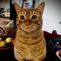 Greater Annapolis Veterinary Hospital ico